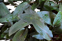 Wasserkelch-Arten-Blattformen-dunkelgrüne-Pflanze-Aquariumpflanze-waterplants-Tropica-Wendtii-Braune-Aquariumpflanze