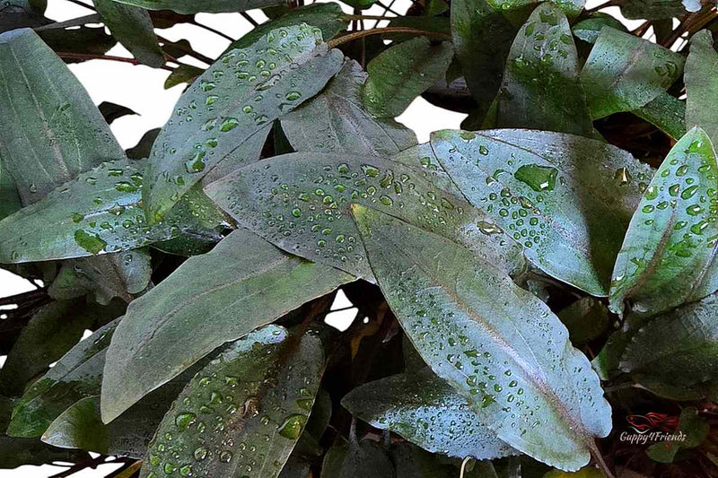Wasserkelch-Arten-Blattformen-dunkelgrüne-Pflanze-Aquariumpflanze-waterplants-Tropica-Wendtii-Braune-Aquariumpflanze