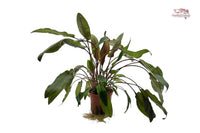Cryptocoryne-wendtii-tropica-aquariumpflanze-wasserkelch-wasserpflanze-waterplants 