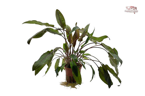 Cryptocoryne-wendtii-tropica-aquariumpflanze-wasserkelch-wasserpflanze-waterplants 