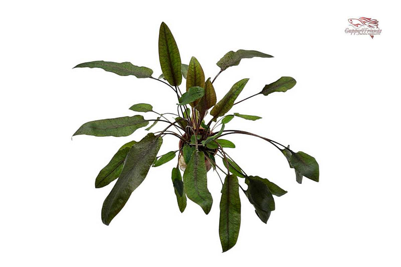 Wasserpflanzen-online-bestellen-bei-Guppy4friends-Aquariumpflanzen-Sortiment-Aquarium-Beratung-Cryptocoryne