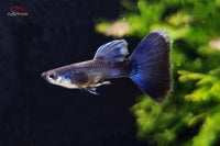 Poecilia-reticulata-Dark-Blue-Moscow-Guppys-online-bestellen-Guppyzüchter-Blue-Moskau-Dunkelblau