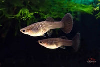 Poecilia-reticulata-Hochzucht-Guppys-Online-bestellen-direkt-kaufen-Tierversand-Zierfische-fürs-Aquarium-pflegeleicht-Friedfische