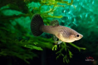 Poecilia-reticulata-Hochzucht-Guppys-Online-bestellen-direkt-kaufen-Tierversand-Zierfische-fürs-Aquarium-pflegeleicht-Friedfische-Guppys-Gesellschaftsaquarium