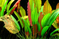 Echinodorus-Red-diamond-Schwerzpflanze-rote-Blätter-rubinrot-red-waterplant-Amazonas-Schwertpflanze-Red-Diamond-roter-Diamant-waterplants-Tropica-guppy4friends