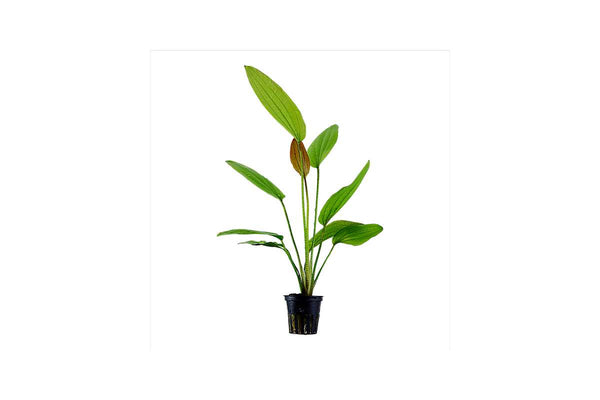 Echinodorus-Rosé-Rose-Schwerzpflanze-Cichiliden-Osiris-Aquariumpflanze-Amazonas-Schwertpflanze