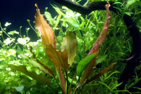 Echinodorus-Rosé-Rose-Schwerzpflanze-Cichiliden-Osiris-Aquariumpflanze-Amazonas-Schwertpflanze