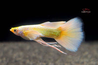Guppy Full Gold 24k Ribbon Gullwing / Hochzucht Guppy Poecilia reticulata *DNZ*