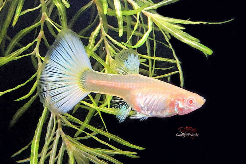 Albino-guppys-direkt-vom-züchter-hier-kaufen 