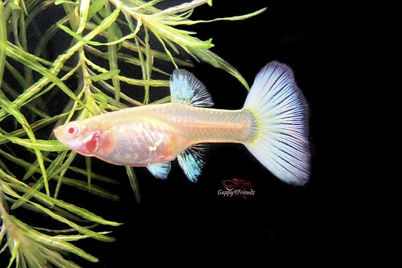 Poecilia-reticulata-hochzucht-guppys-guppy4friends-fische-kaufen-Albino-Guppys 