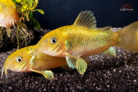 Corydoras-venezuelanus-sp-green-stripe-grünstreifenpanzerwels-neongrün-Panzerwels-greenlaser-Aquariumfisch-Rarität-zierfische-online-kaufen-zierfisch-versand-Corydoras-CW9-CW09-CW009-Grünstreifenpanzerwels-Bodenfische-Bodenbewohner-Gründler