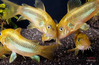 Corydoras-venezuelanus-sp-green-stripe-grünstreifenpanzerwels-neongrün-Panzerwels-greenlaser-Aquariumfisch-Rarität-zierfische-online-kaufen-zierfisch-versand-Corydoras-CW9-CW09-CW009-Grünstreifenpanzerwels-Bodenfische-Bodenbewohner-Gründler