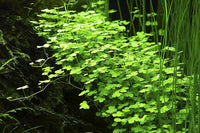 Hydrocotyle-tripartita-kleeblatt-Dreiteiliger-Wassernabel-Unterwasser-Kleeblatt-Anfängerpflanze-einfach-Aquariumpflanze-filigrane-Blätter-teppichbildende-Wuchsform-tropica-aquariumplants