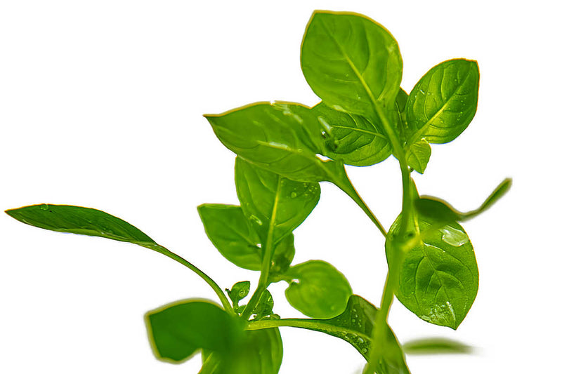 Ludwigia-palustris-green-Grüne-Ludwigie-Aquariumpflanze-Hintergrundpflanze-online-bestellen