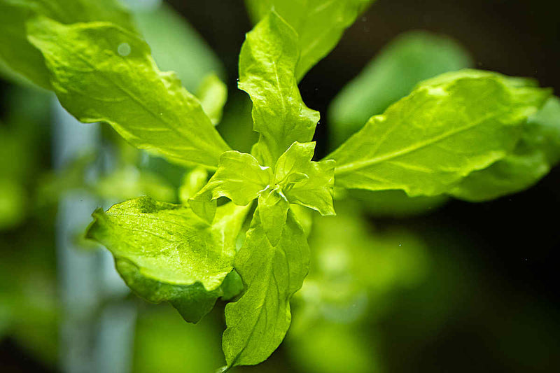Ludwigia-palustris-green-Grüne-Ludwigie-Aquariumpflanze-Hintergrundpflanze-online-bestellen