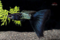 Hochzucht Guppy Metal Snakeskin Blue Tail *DNZ* - Guppy4Friends