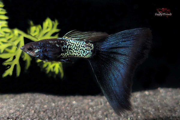 Hochzucht Guppy Metal Snakeskin Blue Tail *DNZ* - Guppy4Friends