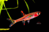 Moskitobärbling / Boraras brigittae - Minifisch