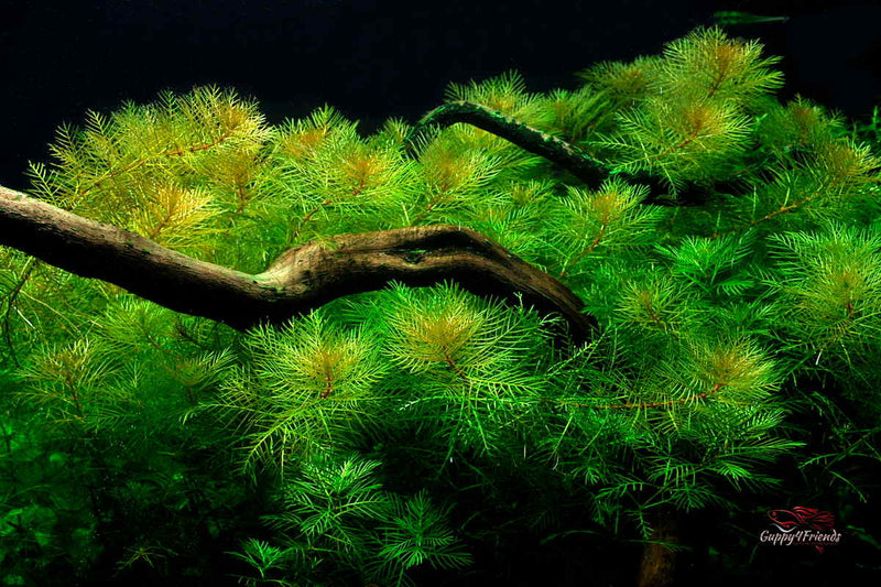 Myriophyllum mattogrossense / Tausendblatt / Topf