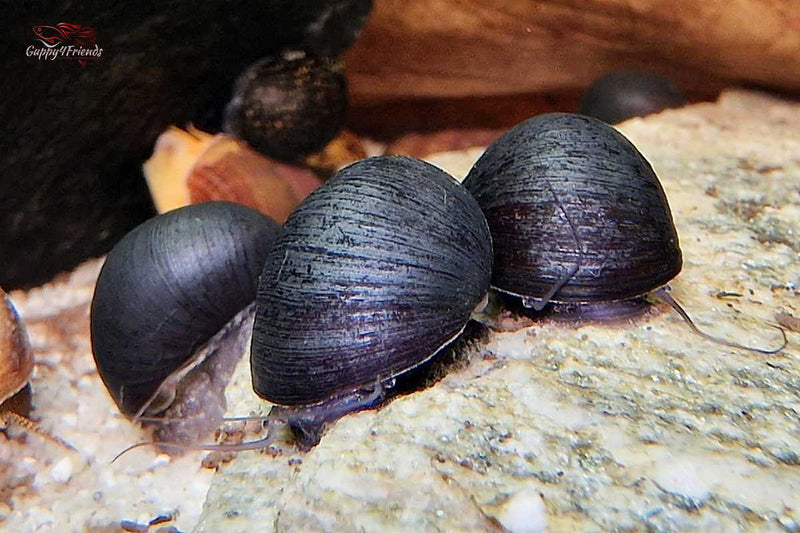 Neritina-pulligera-schwarze-Kugelrennschnecke-anthrazit-Napfschnecke-Militärschnecke-Stahlhelmschnecke-snails-Water-snail-Algenfresser-Algenvernichten-frisst-grüne-Algen-Aquariumschnecke