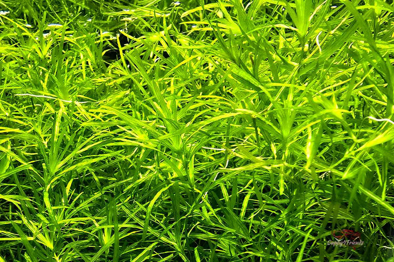 Guppygras-Guppykraut-najas-guadalupensis-nixkraut-schwimmpflanze-zuchtbecken-auzucht-fischbrut-Algenbekämpfung-gegen-Algen 