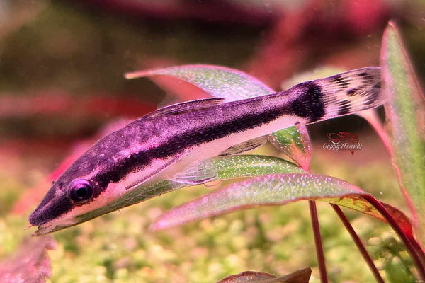 Ohrgitter-Harnischwels - Otocinclus affinis - ALGENFRESSER