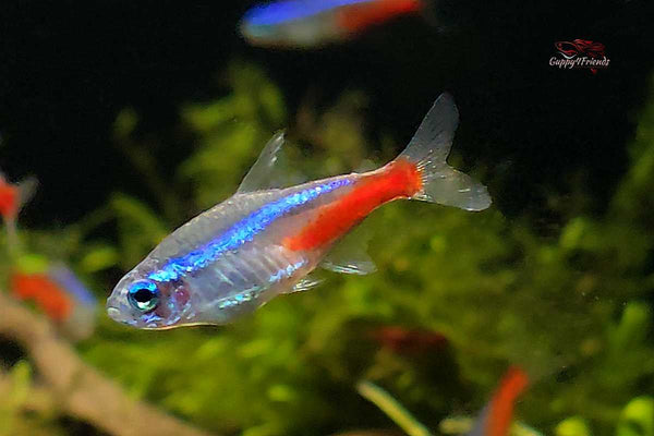 Neonfisch-Neon-Salmler-Neonsalmler-Neontetra-schwarmfisch-Neon-online-kaufen-fische-bestellen-Paracheirodon-innesi 