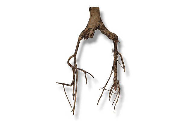Talawa Wood / Talawaholz / Talawawurzel ca. 67 x 13 x 37cm - Einzelstück!