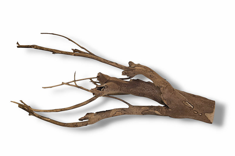 Talawa Wood / Talawaholz / Talawawurzel ca. 58 x 17 x 28cm - Einzelstück!