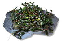 Bucephalandra Brownie brown / Clump 17x13cm - Guppy4Friends