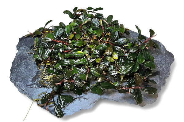 Bucephalandra Brownie brown / Clump 17x13cm - Guppy4Friends