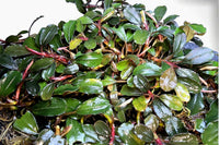 Bucephalandra Brownie brown / Clump 17x13cm - Guppy4Friends