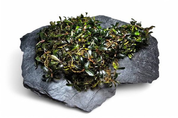 Bucephalandra BROWNIE BROWN MINI/ Clump 18x10cm