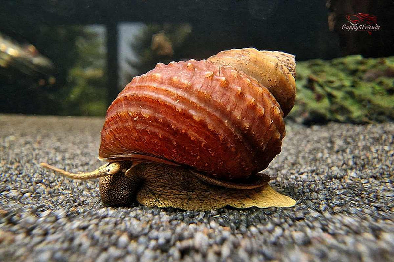 Taia-naticoides-thaia-naticoides-Pinselalgenfresser-frist-Pinselalgen-Algenfresser-algenfressende-Schnecken-snail-water-snail-aquarium