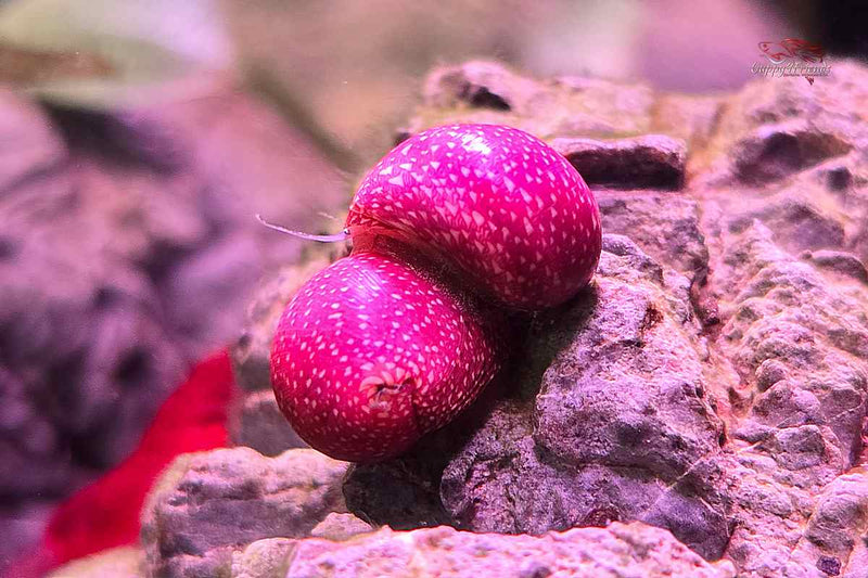 Pink-Lady-in-pink-Aquariumschnecke-Algenfresser-Clithon-Sowerbianum-Geweihschnecke