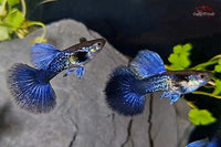 chzuchtguppy-Hochzucht-Poecilia-reticulata-lila-Guppy-purple-Drachenmuster-Aquariumfisch-Lilaner-Fisch-online-bestellen-Fische-kaufen-Fische-liefern-lassen