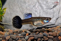 chzuchtguppy-Hochzucht-Poecilia-reticulata-lila-Guppy-purple-Drachenmuster-Aquariumfisch-Lilaner-Fisch-online-bestellen-Fische-kaufen-Fische-liefern-lassen