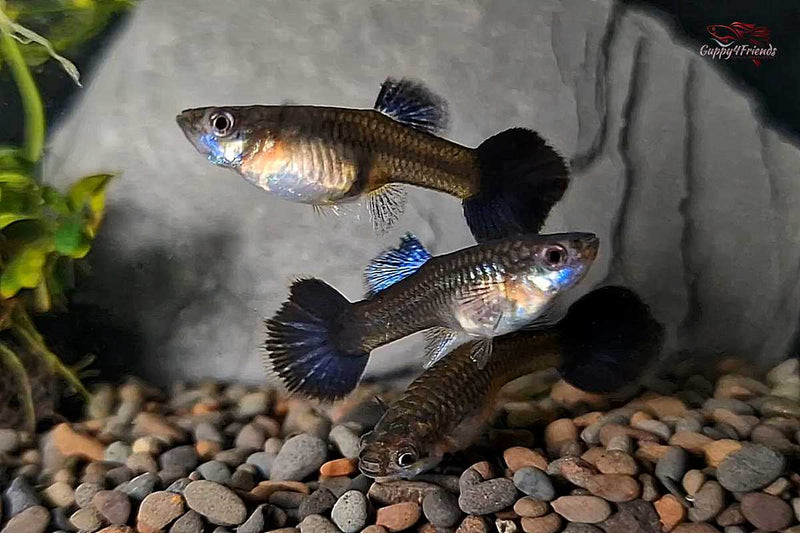 chzuchtguppy-Hochzucht-Poecilia-reticulata-lila-Guppy-purple-Drachenmuster-Aquariumfisch-Lilaner-Fisch-online-bestellen-Fische-kaufen-Fische-liefern-lassen