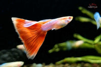 Red Topaz Albino / Red Sky Albino - Hochzucht Guppy Poecilia reticulata *DNZ*