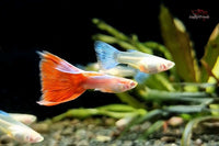 Red Topaz Albino / Red Sky Albino - Hochzucht Guppy Poecilia reticulata *DNZ*