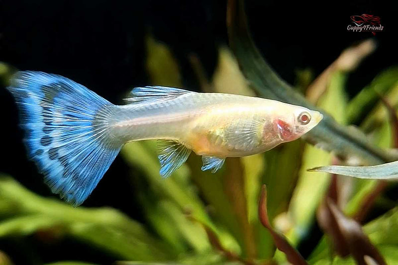 Red Topaz Albino / Red Sky Albino - Hochzucht Guppy Poecilia reticulata *DNZ*