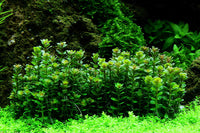 Rotala-Indica-Bonsai-Aquariumpflanze-Vordergrund-säulenartiger-Wuchs-pflegeleicht-Stängelpflanze-Stengelpflanze-algenfrei-Indische-Rotala-Wasserpflanze-waterplant-plantedtank-guppy4friends