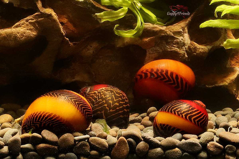 Rote-Rennschnecke-Neritina-Waigiensis-Algenschnecke-Algenfresser-Grünalgenvernichter-Aufwuchsfresser-Spirulina-Rennschnecke-Aquariumschnecke-red-snail