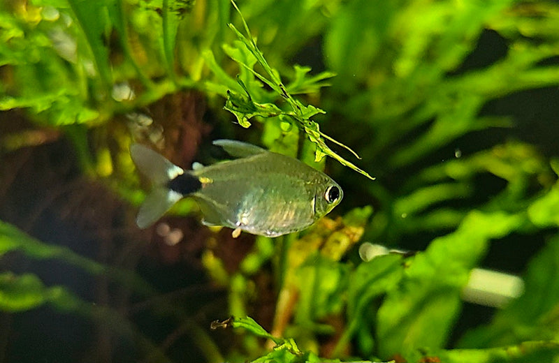 Schilfsalmler / Hyphessobrycon elachys - Minifische