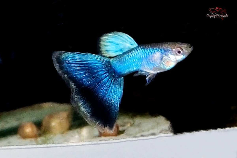 Poecilia-reticulata-singa-blue-guppy-japan-blue-blue-tail-Hochzucht-Guppy-blauer-Fisch-blue-guppy-blaue-Aquaiumfische-Anfängerfische