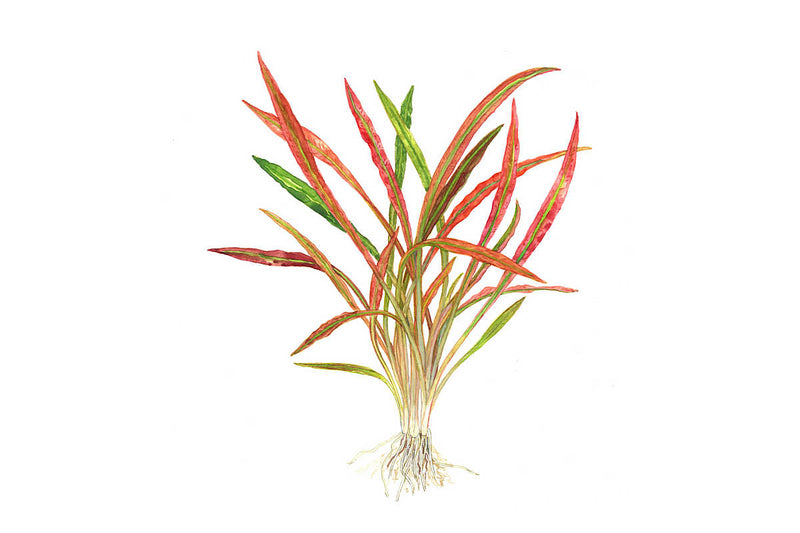 Cryptocoryne-spiralis-red-Hintergrundpflanze-pflegeleich-Wasserkelch-rote-Aquariumpflanze-Mittelgrundpflanze-rote-Färbung