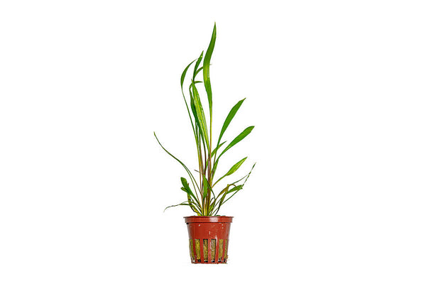Cryptocoryne-spiralis-red-Hintergrundpflanze-pflegeleich-Wasserkelch-rote-Aquariumpflanze-Mittelgrundpflanze-rote-Färbung
