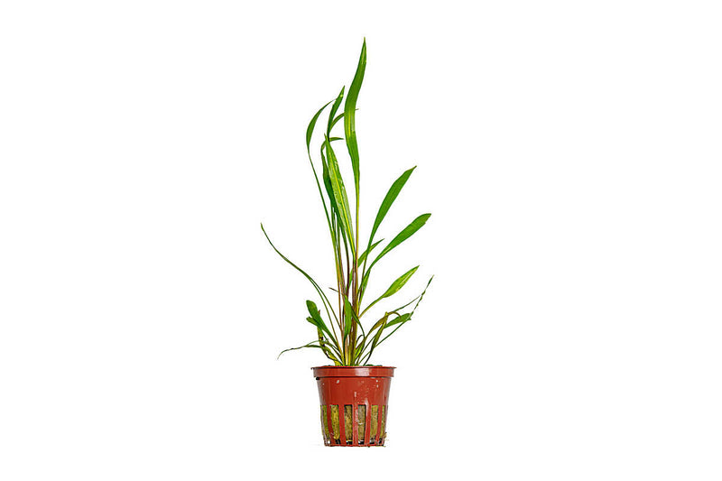 Cryptocoryne-spiralis-red-Hintergrundpflanze-pflegeleich-Wasserkelch-rote-Aquariumpflanze-Mittelgrundpflanze-rote-Färbung