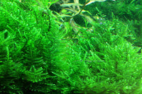 Taxiphyllum-alternans-taiwan-Taiwan-Moos-Taiwan-moss-In-Vitro-sterile-pflanze-schneckenfreie-Pflanzen-algenfrei-Aquariummoos-Natürliches-Moos-Aquarium-Guppy4friends-Garnelenmoos-Laichplatz