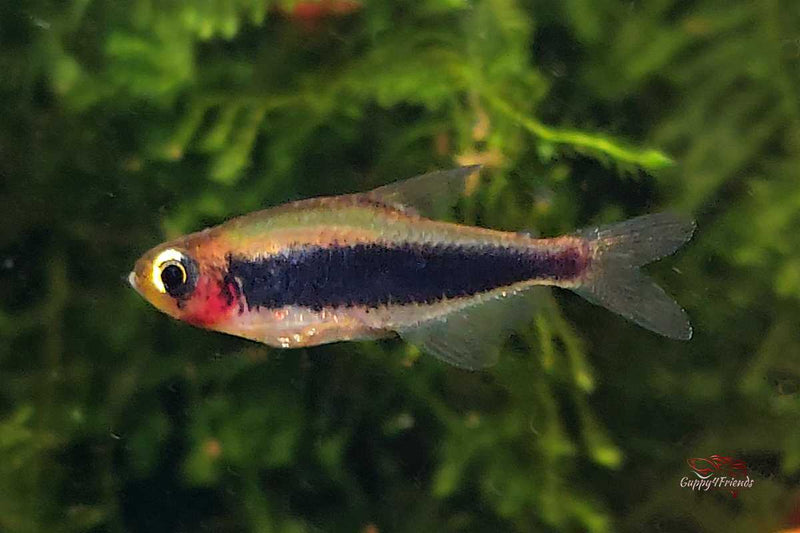 Tucanoichthys tucano / Tucanosalmler - Minifische